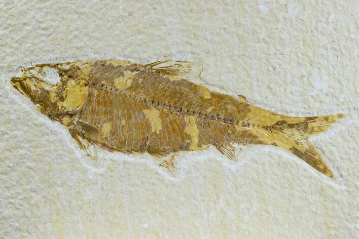 Detailed Fossil Fish (Knightia) - Wyoming #165801